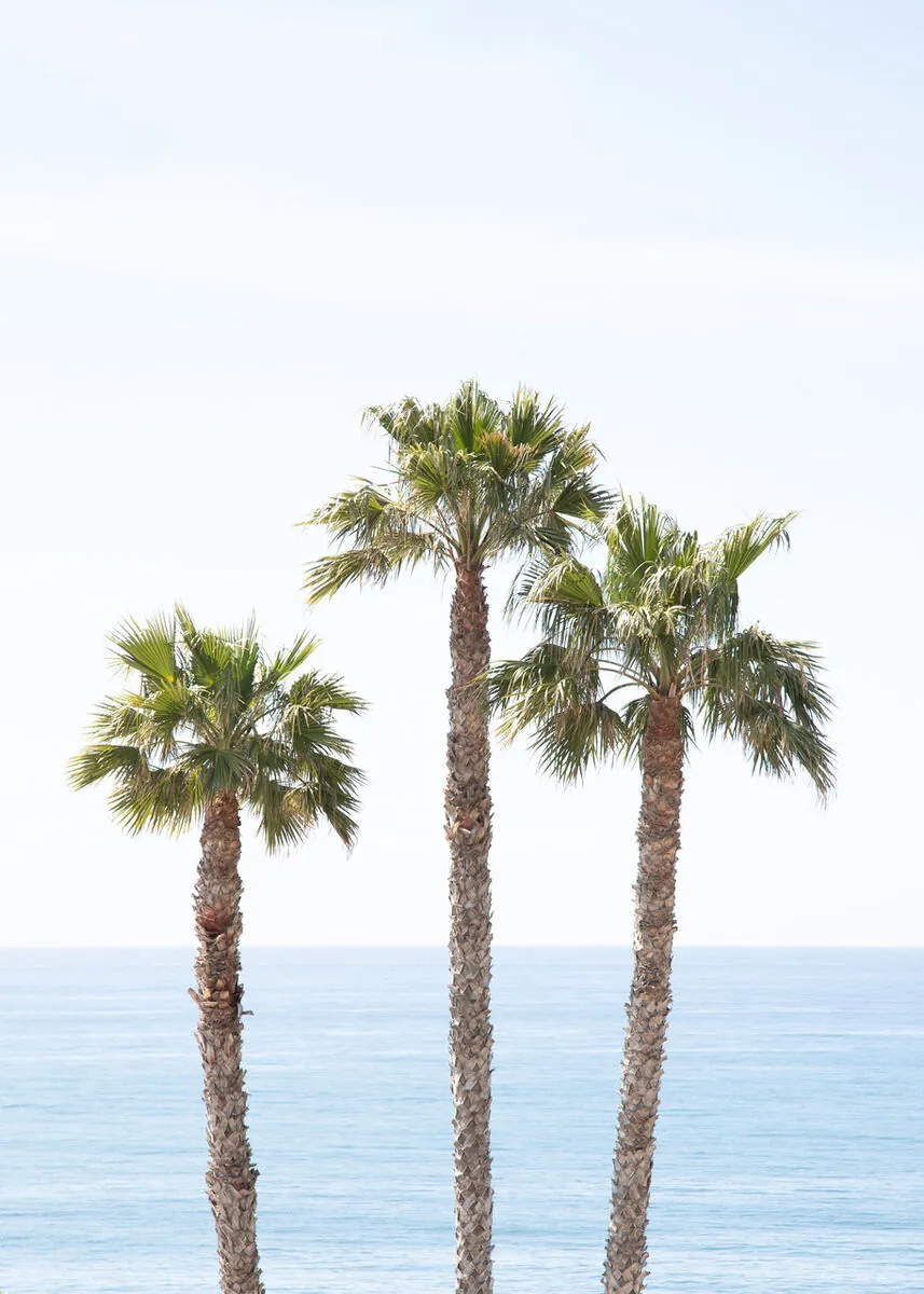 Three iconic palm trees silhouetted against the Pacific Ocean along the Malibu coast