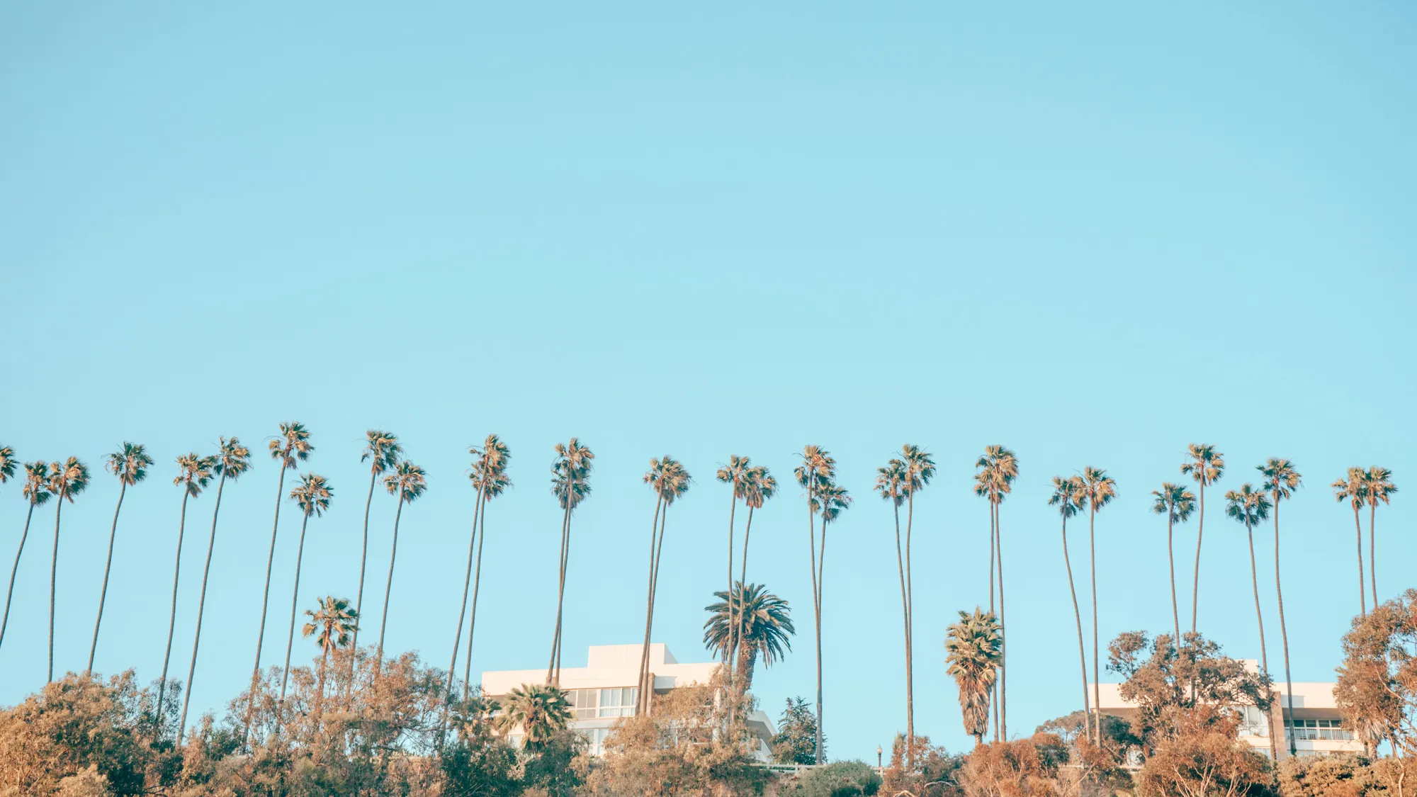 Row of palm trees along the Santa Monica coastline